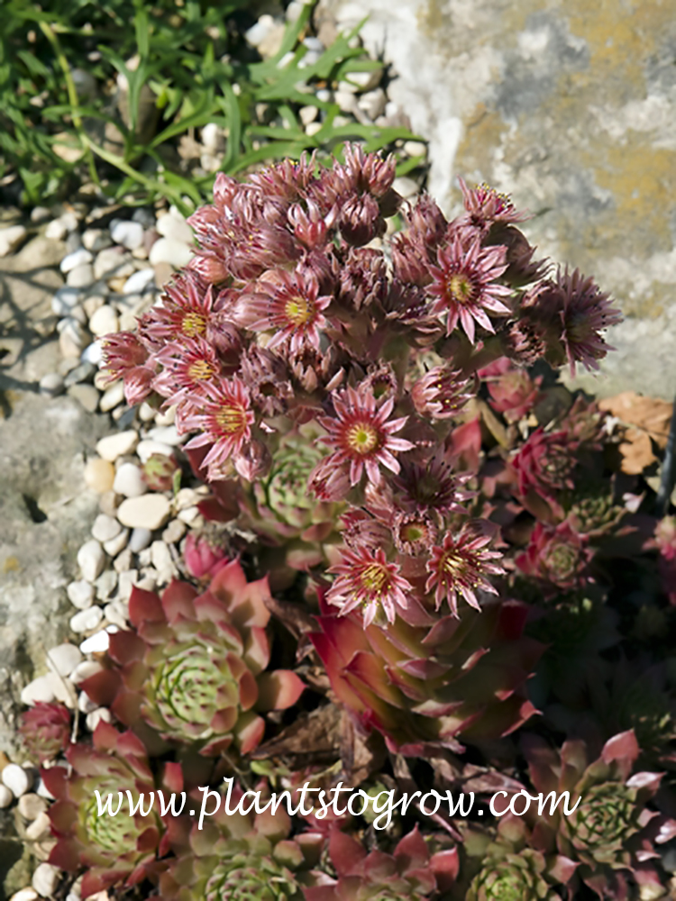 Glowing Embers Hens and Chicks (Sempervivum tectorum) 
After the flower dies the mother rosette will die. This is called monocarpic